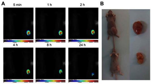 Figure 12 (A) In vivo targeted cancer fluorescence images of Hela tumor-bearing mice exposed to the laser (488 nm, 425 mW cm2, 25 min) after injection of the DOX/RGD-BSA@AuNCs system. (B) The images of tumor excised from mice after injection of PBS solution or DOX/RGD-BSA@AuNCs solutions at 19 day. Reprinted with permission from Ding C, Xu Y, Zhao Y, Zhong H, Luo X. Fabrication of BSA@AuNC-based nanostructures for cell fluoresce imaging 1435 and target drug delivery. ACS Appl Mater Interfaces. 2018;10:8947-8954.Citation125 Copyright (2018) American Chemical Society.