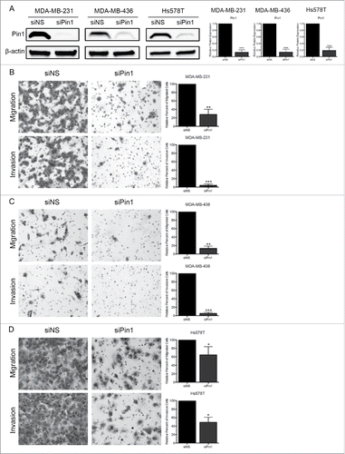 Figure 1. KD of Pin1 expression significantly reduces TNBC cell migration and invasion. (A) Immunoblots of Pin1 96 hours-post KD demonstrating successful Pin1 depletion. Migration and invasion assays were performed 96 hours post-Pin1 KD with (B) MDA-MB-231, (C) MDA-MB-436, and (D) Hs578T cells. Representative images were taken at 100X total magnification, and the relative number of migrated/invaded cells from at least 3 independent experiments is graphed. *p < 0.05, **p < 0.01, ***p < 0.001.