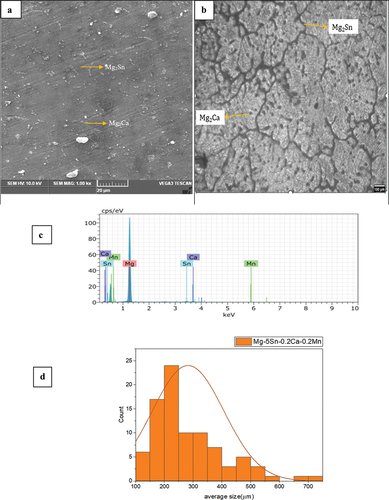 Figure 1. As cast Mg-5Sn-0.2Ca-0.2Mn (a) SEM micrograph, (b) optical micrograph, (c) EDS spectrum and (d) average grain size distribution.