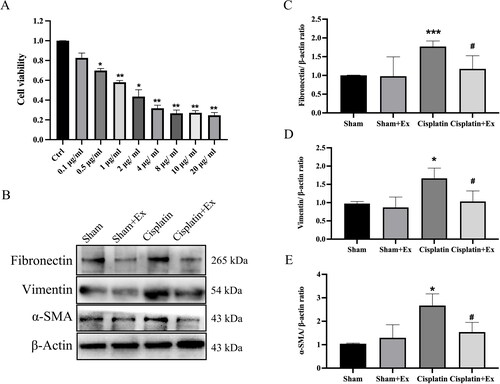 Figure 6. HucMSC-Ex inhibit renal fibrosis in vitro. (A) Eight different concentrations of cisplatin were used to treat NRK-52E cells for 24 h, and CCK-8 was used to assess cell viability. (B–E) Western blot analysis of fibronectin, vimentin, and α-SMA expression (n = 3). The values are presented as the mean ± SD. *p < 0.5, ***p < 0.01 vs. sham group; #p < 0.5 vs. IRI group. Sham + Ex: Sham + hucMSC-Ex; IRI + Ex: IRI + hucMSC-Ex.
