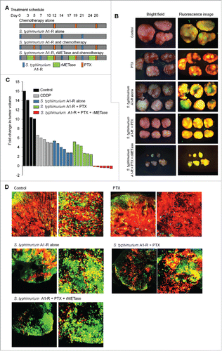 Figure 5. Decoy, trap and shoot chemotherapy with PTX. A). Treatment schedule. FUCCI-expressing MKN45 cells (5 × 106 cells/mouse) were injected subcutaneously into the left flank of nude mice. When the tumors reached approximately 8 mm in diameter (tumor volume, 300 mm3), mice were administered S. typhimurium A1-R alone (5 × 107 CFU/mouse, iv, qW × 4), or PTX alone (6 mg/kg, ip, q3d × 4); or S. typhimurium A1-R followed by PTX, or S. typhimurium A1-R, rMETase (200 units/mouse, ip, q d for 3 d × 4) and PTX sequentially. (B) Macroscopic photographs of FUCCI-expressing tumors: untreated control; S. typhimurium A1-R-treated; PTX-treated; S. typhimurium A1-R in combination with PTX-treated; or treated with the sequential combination of S. typhimurium A1-R, rMETase and PTX. Scale bars, 10 mm. (C) Waterfall plot indicating fold change in tumor volume: untreated control; PTX-treated; S. typhimurium A1-R-treated; S. typhimurium A1-R in combination with PTX-treated; or treated with the sequential combination of S. typhimurium A1-R, rMETase and PTX. (D) Representative images of cross-sections of FUCCI-expressing MKN45 subcutaneous tumors: untreated control; S. typhimurium A1-R-treated; PTX-treated; S. typhimurium A1-R in combination with PTX-treated; or treated with the sequential combination of S. typhimurium A1-R, rMETase and PTX.