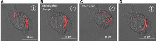 Figure 6 Magnetically based intracellular SPION reorganization. (A–D) Raw264.7 cells were incubated with fluorescent magnetic nanoparticles at 500 µg/mL and analysed after 24 h incubation by confocal laser scanning microscopy (cLSM) under a magnetic field at 0°, 45° and 0°, respectively (white encircled arrow). For this experiment, the quadrupole of magnet system M3 was removed and only the dipole was rotated.