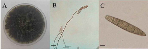 Fig. 2 (Colour online) Morphological identification of Setosphaeria turcica from isolate GS1701. a, colony morphology; b, mycelia morphology; c, conidia morphology. Bars: B = 20 μm, C = 10 μ.