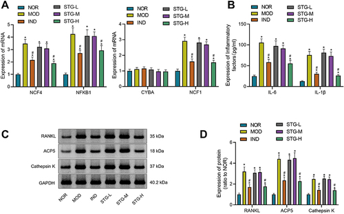 Figure 8 Effects of Sinomenium acutum active component on osteoclast differentiation. (A) mRNA expression of NCF4, NFKB1, CYBA, and NCF1 by RT-qPCR. (B) Levels of IL-6 and IL-1β by ELISA; *p < 0.05 as compared with the NOR group; #p < 0.05 as compared with the MOD group. (C&D) Protein level of osteoclast differentiation-related factors RANKL, ACP5, and Cathepsin K by Western blot; *p < 0.05 as compared with the NOR group; #p < 0.05 as compared with the MOD group. Single factor analysis of variance was used for all experimental results. The experiments were repeated three times.