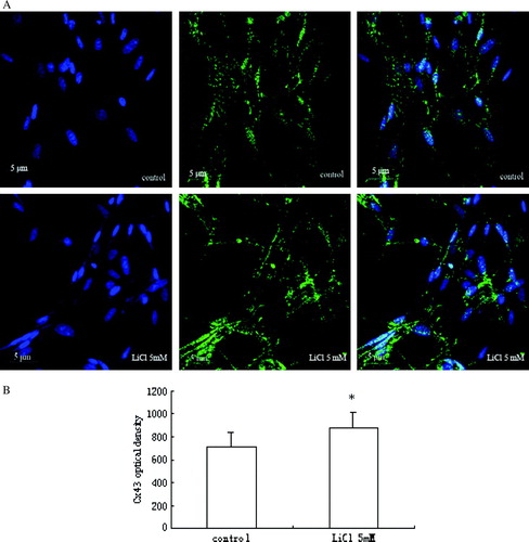 Figure 2.  (A) Fluorescent images of Cx43 expression in skeletal myoblasts. Cx43 is expressed less in control cells with DM, and after LiCl stimulation, its expression increases. (B) A quantitative analysis of the immunostaining intensity for Cx43 expression is shown in the graph as relative percentage (mean±SEM) from three independent experiments. *p < 0.05 versus control.