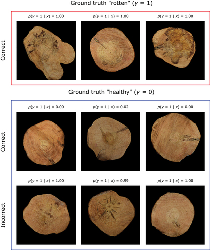 Figure 5. Examples of predictions made on the test set by the final representative classifier model (see text for details) for detecting root rot in RGB stem end images of Scots pine. No incorrect predictions, i.e. false negatives, were produced by the model in the rotten ground-truth category (y = 1).