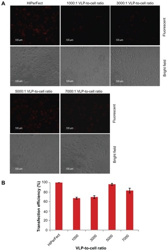 Figure 8 siRNA delivery efficiency of PEI-AAV2-VLPs evaluated by fluorescent siRNA (A) fluorescent microscope images of siRNA transfected MCF-7 under fluorescent light (upper panel) and bright field (lower panel) (B) siRNA delivery efficiency evaluated by fluorescence intensity. The MCF-7 cells were plated at density 1 × 104 cells/well in 96-well plate. 40 ng of siRNA was mixed with PEI-AAV2-VLPs of 1, 3, 5 and 7 × 107 VLPs respectively. After 30 min incubation at room temperature, the preparations were added to each well. After 4 hr of transfection, the cells were viewed under fluorescent microscopy and fluorescence intensity was measured by plate reader. Commercial transfection reagent, HiPerFect, was used as a positive control. The siRNA delivery efficiency with HiPerFect was assigned to 100% and its fluorescent intensity was used to calculate siRNA delivery efficiency with PEI-AAV2-VLPs. Significant fluorescence was observed in MCF-7 cells. The siRNA delivery efficiency was 67%, 70%, 96% and 83% for 1000:1, 3000:1, 5000:1, 7000:1 VLP-to-cell ratio, respectively.