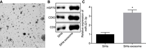 Figure 4 Exosomes derived from cervical cancer cells carry miR-221-3p. (A), Exosome morphology observed by a TEM (scale bar = 200 nm). (B), The expression of exosome surface markers (HSP70, CD9 and CD63) detected by Western blot analysis. (C), The expression of miR-221-3p in exosomes derived from cervical cancer cells measured by RT-qPCR. The above data are all documented measurement data. Comparisons between two groups were analyzed by non-paired t-test. The experiments are repeated 3 times independently *p < 0.05 vs SiHa cells.Abbreviation: TEM, transmission electron microscope.