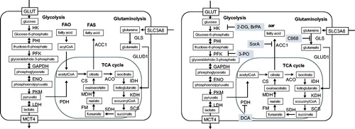Figure 1. Metabolome maps showing the key enzymes for each pathway and specific inhibitors.