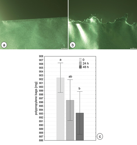 Figure 2. (a) A fragment of the polypropylene bag before the experiment. (b) A fragment of the propylene bag after 48 h of the experiment. (c) Weight of polypropylene bags [mg] (mean ±SD) in analyzed experiment time points: 0 – start point, after 24 h and 48 h of polypropylene bags consumption. Different letters (a, b) indicate significant differences among groups within organs (Tukey test, p < 0.05; n = 5).