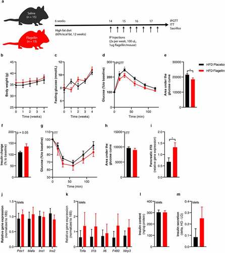 Figure 6. Flagellin injection in mice changes glucose tolerance.