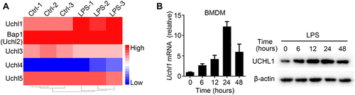 Figure 1 LPS promoted UCHL1 expression in Macrophage. (A) Heat map showing changes in expression of UCH family from RNA sequencing analyses of WT BMDMs unstimulated or stimulated with LPS (100ng/mL) for 6h. (B) UCHL1 mRNA and protein expression were assessed using qPCR analysis and Western blot in WT BMDMs stimulated with LPS (100ng/mL) for indicated time. Data shown are the mean ± SD. Data are summary of three independent experiments.