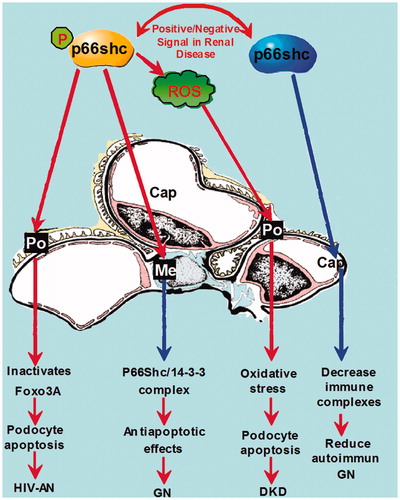 Figure 3. Role of p66Shc in glomerular cells. In glomerular capillary lumen, p66Shc may act as a negative regulator of immune complexes and reduce the development of autoimmune glomerulonephritis. In addition, phosphorylated p66Shc regulates apoptosis of GMC and podocytes via different pathways in diabetic kidney disease, HIV-associated nephropathy and glomerulonephritis. Therefore, if signaling occurs at the level of mediation of downstream events by p66Shc, one would anticipate different outcomes in various glomerular disease processes (see details in the text). Note: Po, podocytes; Me, mesangial cells; Cap, capillary lumen; GN, glomerulonephritis; DKD, diabetic kidney disease; HIV-AN, HIV-associated nephropathy.