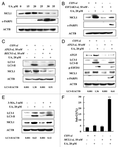 Figure 5. Upregulation of MCL1 contributed to the prosurvival property of UA-induced, autophagy-dependent EIF2AK3 activation. (A) Effects of UA treatments on MCL1 expression. The cells were treated with various concentrations of UA for 24 h and MCL1 expression was analyzed by western blotting. (B) Effects of EIF2AK3 inactivation by RNAi on MCL1 induction by UA. EIF2AK3 was silenced by siRNA and MCL1 expression was analyzed by western blotting. (C) Effects of BECN1 and ATG5 knockdown on MCL1 induction by UA. BECN1 and ATG5 were simultaneously silenced by a siRNA approach and MCL1 was measured by western blotting. (D) Effects of ATG5 knockdown on phosphorylation of EIF2AK3-EIF2S1 and MCL1 induction. ATG5 was silenced by siRNA approach and phosphorylation of EIF2AK3-EIF2S1 and MCL1 expression were measured by western blotting. (E) Effects of 3-MA on MCL1 induction by UA. The cells were treated with 20 μM UA in the presence or absence of 3-MA for 24 h, MCL1 was analyzed by western blotting. (E) Effects of MCL1 inhibition by siRNA on UA-induced apoptosis measured by sub-G1 analysis (n = 3, **p < 0.01). (The blots shown are representative of three independent experiments).