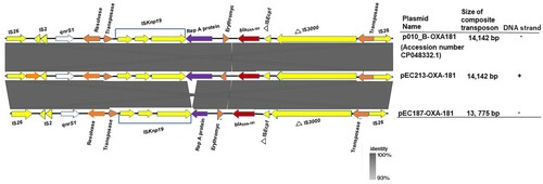 Figure 4. Linearized comparison of IS26 flanked composite transposons carrying blaOXA-181 and qnrS1. Similar features are represented by the same colour. Replicon, mobile elements, antibiotics resistance genes, blaOXA-181, and other genes are represented by violet, yellow, white, red, and orange colours, respectively. The triangle symbolizes truncated features, whereas the grey colour represents the region of similarity between the plasmids. DNA strand direction is shown at the extreme right. Positive and reverse strands are labelled with the symbols “+” and “-”, respectively.
