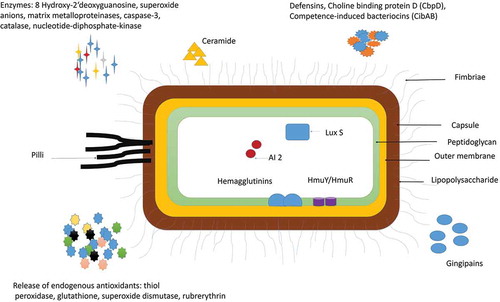 Figure 1. Virulence factors of P. gingivalis: P gingivalis has various virulence factors that help it to invade the host cell and evade the defense mechanisms of the host. Some of the most important adhesions of P. gingivalis include Lipopolysaccharide (LPS), Capsule, outer Membrane protein, Peptidoglycan, Major, and minor Fimbriae and Pilli. P. gingivalis also release enzymes and cytotoxic molecules such as defensins, autoinducer proteins (AI-2); 8 hydroxy 2ʹ deoxyguanosine, superoxide anions, matrix metalloproteinases, caspase-3, catalase, nucleotide-diphosphate-kinase. These enzymes help to invade the host cell, increase oxidative stress, and enhance biofilm formation. P. gingivalis is also known to release endogenous antioxidants such as thiol, peroxidase, glutathione, superoxide dismutase, rubrerythrin to protect itself from the surrounding free radicals.