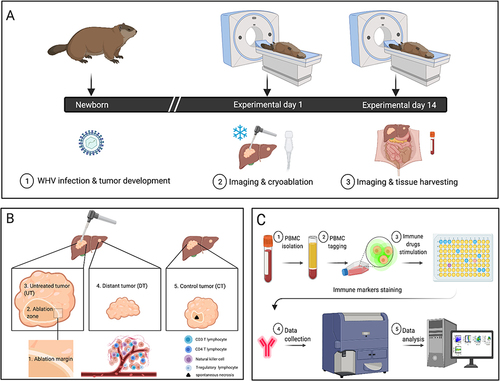 Figure 1 Study design and methods. (A) Woodchucks were infected with woodchuck hepatitis virus (WHV) as newborns. At the age of 18–24 months, woodchucks were imaged with computed tomography. Ultrasound guided cryoablation was performed on three animals. Cryoablated woodchucks were imaged and euthanized 14 days after treatment. Whole blood was collected, liver and tumors were sectioned and formalin preserved, and peripheral blood mononuclear cells (PBMC) were purified. (B) Tumors were stained for CD3, CD4, NCAM and FOXP3 markers. Immunohistochemical quantification was performed on 5 distinct regions. Three regions were in the ablated tumors: 1. Ablation margin 2. Ablation zone, and 3. Unablated region. The fourth region was located within a separate, untreated tumor (UT) in ablated animals. The fifth region was located in tumors within control, untreated animals (CT) n=9. (C) PBMC were purified from whole blood, labeled, cultured with immune-modulating drugs for 4 days and stained with CD3 and CD4 antibodies. FACS analysis was performed and data analyzed for cell replication (n=3 cryoablated animals, n=5 control infected animals, n=2 control uninfected animals).