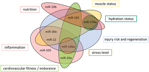 Figure 5. The properties of the measured miRNAs and their importance and classification as sports-relevant biomarkers.