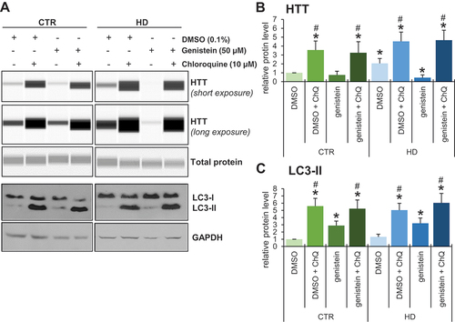 Figure 12. Impairment of genistein-mediated effects on levels of HTT by chloroquine-induced autophagy inhibition in fibroblasts derived from HD patients and control subjects. Fibroblasts derived from HD patients (HD) or control, healthy persons (CTR) were cultured and treated with 0.1% DMSO, 50 µM genistein, 10 µM chloroquine or a combination of genistein (50 µM) and chloroquine (50 µM) for 24 h. Representative western blots are shown in panel A, and quantification of levels of HTT and LC3-II is shown in panels B and C, respectively. Each group (CTR and HD) is represented by 4 cell lines. Levels of LC3-II were normalized to the GAPDH amount, while HTT levels were normalized to the total protein amount. Statistically significant differences (at p < 0.05) relative to DMSO-treated control (WT) cells and HD fibroblasts are indicated by asterisks and hashtags, respectively.