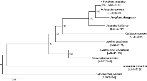 Figure 1. A maximum likelihood tree inferred from 37 mitochondrial genes among nine Gasterosteidae and an outgroup species. Bootstrap support is indicated at nodes. GenBank accession numbers are indicated in brackets.