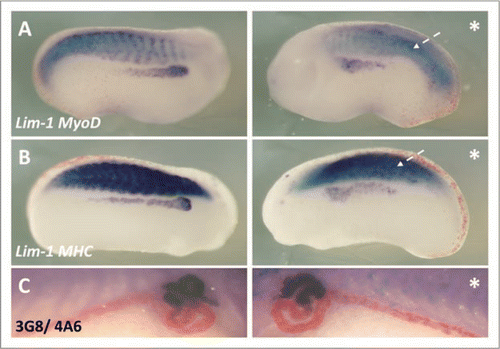 Figure 8 p35.1 disrupted somitogenesis and pronephros anlagen formation, but not mature pronephros development. X. laevis embryos were injected at the 8 cell stage into a V2 blastomere to target the presumptive pronephric region. βgal mRNA was co-injected to act as a lineage tracer (red staining). Embryos were cultured till stage 24, where whole mount in situ hybridised for expression of Lim-1/MyoD (A) and Lim-1/MHC (B) was carried out, and to stage 41, where whole mount 3G8/4A6 antibody staining was performed. p35.1 mRNA overexpression disrupted development of the myotome and pronephros anlagen (A and B). Both MyoD and MHC expression were abnormal on the injected side, with segmentation of the somites apparently lacking. Lim-1 expression was in a broader domain on the injected side. However at stage 41 p35.1 mRNA overexpression had no effect on the size of the mature pronephros (C). In this image the lineage tracer is not lined up in the typical chevron pattern associated with appropriate segmentation, indicating to us the early effects on somitogenesis have not recovered. *denotes injected side.