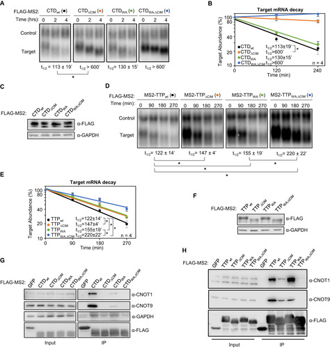 FIG 2 The TTP CIM promotes mRNA decay cooperatively with conserved TTP tryptophans. (A) Representative Northern blots monitoring mRNA decay of β-globin mRNA tethered to TTP-CTD wild-type (wt) or mutant proteins with the CIM deleted (ΔCIM), conserved tryptophans mutated to alanines (WA), or both (WA,ΔCIM). (B) Graph quantifying four repeats of mRNA decay assays in panel A. Error bars represent standard deviation. (C) Western blots monitoring expression levels of TTP-CTD fusion proteins in panel A. (D) Same as panel A, but with wild-type or mutant MS2-TTP full-length fusion proteins. (E) Graph quantifying four repeats of mRNA decay assays in panel D. (F) Western blots monitoring expression levels of TTP fusion proteins in panel D. (G) Western blots showing proteins co-immunoprecipitating (IP, right panels) with the indicated FLAG-tagged MS2-TTP-CTD fusion proteins from HEK293T cells after treatment with RNase A, as compared with input samples (left). IP samples correspond to 2.5% of the input. (H) Same as panel G, but monitoring proteins associated with FLAG-tagged MS2-TTP fusion proteins. *, p < 0.05; Student's two-tailed t-test.