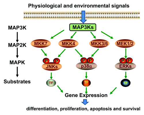 Figure 1. Schematic diagram of the MAPK signaling pathways.