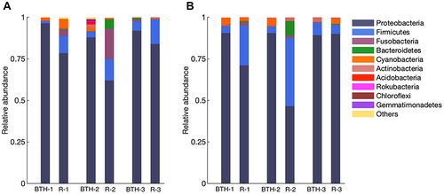 Figure 3 The relative abundance of phylum in patient samples from the black hairy tongue stage and the recovery stage by 16S rRNA sequencing, in saliva samples (A) and tongue coat samples (B).