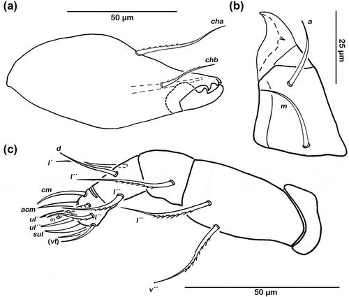 Figure 1. Schusteria marina sp. nov. adult. (a) Right chelicera, antiaxial view; (b) left rutellum ventral view; (c) left pedipalp, antiaxial view.