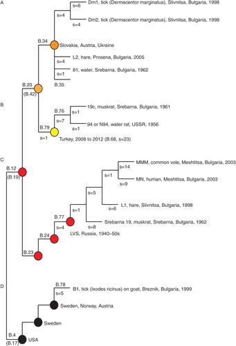 Fig. 3 The new Bulgarian genomes placed in the phylogenetic framework of canSNPs. Four assays B.76 − B.79 were developed in this study to target subclades, where strains from Bulgaria were members. B.4, B.12, B.23, B.24, B.34, and B.35 have been previously published (Citation5, Citation6) (Citation20). Alternative canSNPs (B.17, B.19, and B.42) are indicated in gray below the first published canSNP in indicated branch (Citation6, Citation19). s=the numbers of canSNPs on the indicated branch.