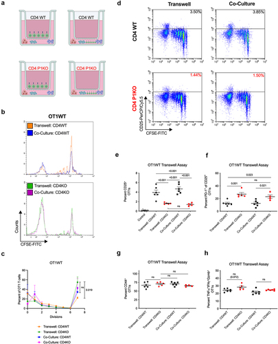 Figure 6. Antigen specific activation of CD8+ T cells in the presence of contact or contactless CD4 help. (a) Experimental strategy. Activated, polyclonal WT (top) or P1KO (bottom) CD4+ T cells were placed in transwell inserts above (left) or directly co-cultured with (right) naïve CD8+ OT1 T cells, RMS-OVA tumors, and irradiated splenocytes. (b) CFSE dilution curves for OT1 T cells cultured with WT (top) or P1KO (bottom) CD4+ T cells. (c) Quantification of cell divisions of OT1 T cells. (d) Flow analysis of OT1 T cells under various culturing conditions. Gating for CD25+ OT1s. (E) Percent CD25+ OT1 T cells. (f) Percent PD-1+ of CD25+ OT1s. (g) Percent TNFα+/IFNγ+/Gzmb+ OT1s undergoing at least 7 rounds of divisions. Plot of group means, standard error, and associated p-values between groups. ns = not statistically significant at an alpha of 0.05.