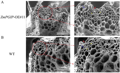 Figure 5. Ultrastructural analysis of wild-type (WT) and transgenic Arabidopsis stems.(A) Ultrastructural morphology of cell wall of ZmPGIP1 transgenic seedlings. (B) Ultrastructural morphology of cell wall of WT seedlings. Scanning electron microscope images of 8-week-old WT and #11 Arabidopsis stems were used to obverse. #11, ZmPGIP1 overexpression lines. Red arrow, blue arrow and yellow arrow represent cuticle, cortex and parenchyma cells, respectively. Scar bars are 100 µm and 10 µm.