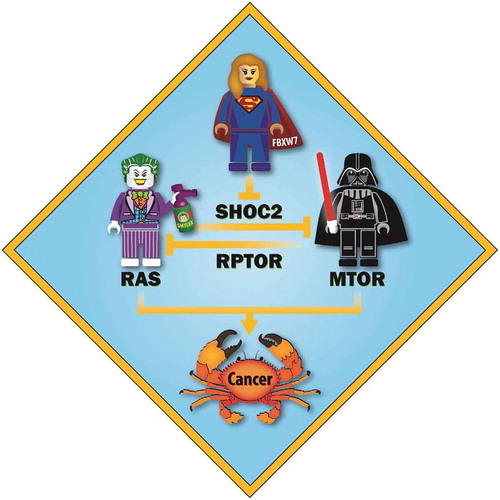 Figure 1. Negative cross-talk between RAS and MTORC1, controlled by FBXW7. RAS and MTORC1 are 2 oncogenic pathways and their activation leads to cancer development. In a recent study we showed that RAS (shown as the Joker) and MTORC1 (shown as Darth Vader) negatively cross-talk with each other, which is regulated by the tumor suppressive FBXW7 E3 ligase (shown as Superwoman). Specifically, SHOC2, a RAS activator, competes with MTOR for RPTOR binding to inactivate MTORC1. Similarly, RPTOR competes with RAS for SHOC2 binding to inactivate RAS. FBXW7 controls both RAS and MTORC1 pathways via promoting ubiquitination and degradation of SHOC2. Thus, the FBXW7-SHOC2-RPTOR axis precisely regulates proliferation and autophagy. (Image created by Steven Kronenberg.).