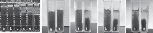 Figure 5. Examples of a flocculation experiment of A. platensis using the phytochemical flocculant PA (1%). (a–c): control group resting for 0 min; (d–f): addition of 1% PA group resting for 30 min; g, i, k, and m: control resting for 0, 20, 40, and 60 min, respectively; h, j, l, and n: addition of 1% PA group resting for 0, 20, 40, and 60 min, respectively.