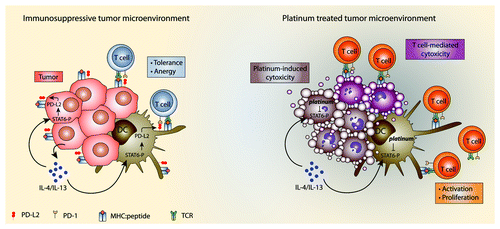 Figure 1. Immune modulation by platinum chemotherapeutics. (A) Immunosuppressive tumor microenvironment. IL-4/IL-13 production by tumor cells and immune cells (not shown) leads to STAT6 phosphorylation in DCs and tumor cells. STAT6 phosphoylation leads to upregulation of PD-L2 expression resulting in immune evasion by induction of T cell tolerance and anergy. (B) Platinum treated tumor microenvironment. Platinum chemotherapeutics have a direct cytotoxic effect and inhibit STAT6 phosphorylation leading to a downregulation of PD-L2 expression. Decreased PD-L2 expression leads to increased activation and proliferation of T cells by DCs and enhanced recognition of tumor cells by T cells.
