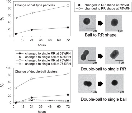 Figure 6. Relations between the exposure time under metastable RH conditions and the number fraction of shape-changed particles in ball-type particles and double-ball clusters.