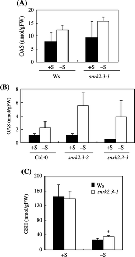 Figure 6  O-acetyl-l-serine (OAS) concentration in shoots of (A) wild-type Wassilewskija (Ws) and snrk2.3-1 mutant and (B) wild-type Columbia-0 (Col-0), and snrk2.3-2 and snrk2.3-3 mutants (mean ± standard deviation, n = 4). (C) Glutathione (GSH) concentration in shoots of wild-type Ws and snrk2.1-1 mutant. Asterisk indicates values significantly different than the wild type (P < 0.05, Student's t-test). Plants were grown as indicated in Fig. 2.