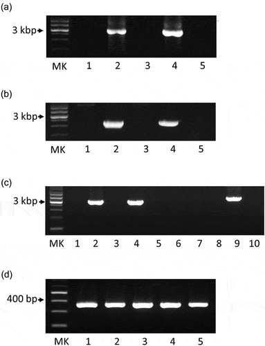 Figure 2. Agarose gel electrophoresis analysis of amplified PCR products. (a) Following amplification, the PCR products of the CRISPR sequences of five M. salivarium strains were analyzed via agarose gel electrophoresis: ATCC 14277 (lane 1), ATCC 23064 (lane 2), ATCC 23557 (lane 3), ATCC 29803 (lane 4), and ATCC 33130 (lane 5). MK: 1 kbp DNA marker. (b) PCR products generated by amplifying the cas1, cas2, and csn2 gene sequences of ATCC 14277 (lane 1), ATCC 23064 (lane 2), ATCC 23557 (lane 3), ATCC 29803 (lane 4), and ATCC 33130 (lane 5). MK: 1 kbp DNA marker. (c) PCR amplification of the cas9 gene regions of five strains using the primer pair CAS9 FW1 and CAS9 RV1 (lanes 1–5) or the primer pair CAS9 FW1 and CAS9 RV2 (lanes 6–10). The template DNA used for PCR included genomic DNA from ATCC 14277 (lanes 1 and 6), ATCC 23064 (lanes 2 and 7), ATCC 23557 (lanes 3 and 8), ATCC 29803 (lanes 4 and 9), and ATCC 33130 (lanes 5 and 10). MK: 1 kbp DNA marker. (d) PCR products generated by amplifying the rnc gene sequences of five strains: ATCC 14277 (lane 1), ATCC 23064 (lane 2), ATCC 23557 (lane 3), ATCC 29803 (lane 4), and ATCC 33130 (lane 5). MK: 100 bp DNA marker. PCR, polymerase chain reaction; ATCC, American Type Culture Collection; CRISPR, clustered regularly interspaced palindromic repeats.