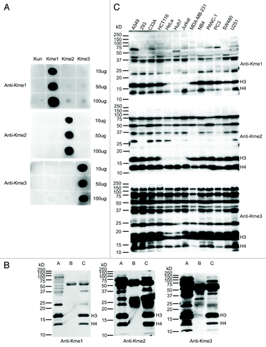 Figure 1. Characterization of the antibodies against mono-, di- and tri-methyl lysine. (A) Dot blot analysis of the pan anti-methyl lysine antibodies. Peptides with un- (Kun), mono- (Kme1), di- (Kme2) and tri- (Kme3) methyl lysine were blotted onto nitrocellulose membranes and probed with the antibodies, respectively. (B) Immunoprecipitation (IP) analysis of lysates prepared from HeLa cells using the antibodies. Lanes A, B and C are input, IP eluates with normal rabbit IgG (negative control) and IP eluates with anti-methyl lysine antibodies, respectively. The concentration of SDS-PAGE was 15%. (C) Lysine methylation profiles in 13 human cell lines. The protein lysates of 13 cell lines were separated by 12.5% SDS-PAGE, transferred to PVDF membranes and probed with the antibodies, respectively.