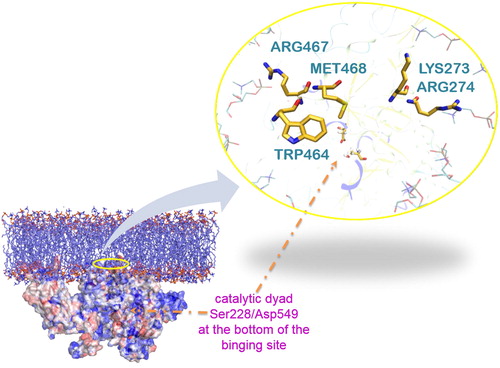 Figure 4. A representative snap shot from the MD simulation of the protein-membrane complex. The entrance of the tunnel (yellow residues) is highlighted with a yellow circle. It leads to the catalytic dyad Ser228/Asp549 shown by the orange arrow. Met468 and Trp464 (yellow) interact with the lipophilic part of lipids (cyan) and Arg467, Lys273 and Arg274 (yellow) with the polar head groups, in accordance with the DXMS data (only some parts of the lipids are represented here (cyan ‘stick’) for clarity reasons).