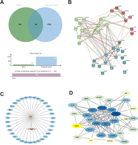Figure 1 The “drug-ingredient-target” interaction network of HSYA on PAH treatment by pharmacologic analysis. (A) The intersection of the above drug targets and the disease targets; (B) PPI map generated from the STRING database among 34 genes; (C) drug-ingredient-target-disease network of HSYA; (D) PPI network processed by cytoscape software. The darker the color, the greater correlation of the targets.