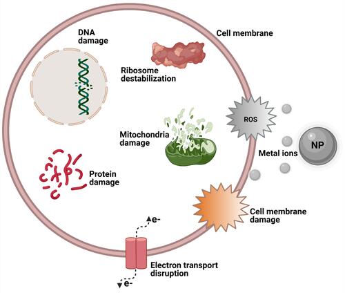 Figure 1 Schematic illustration showing some toxic effects of metal ions from NPs.