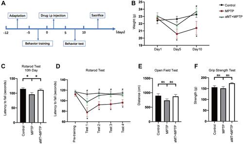 Figure 1 Melatonin attenuates weight loss and behavior disorder. (A) Schematic representation illustrating the experimental design (timeline). (B) Melatonin restored body weight in MPTP-treated mice. (C‒F) Behavior changes in the indicated mice were analyzed. The grip strength (C), total travelled distance in the open field test (D), and the latency to falling in the rotarod test on the 10th day (E) were recorded and analyzed. (F) The latency to falling during the rotarod test on the accelerated rotarod was recorded for four consecutive trials. aMT, melatonin. *P < 0.05 vs control group; #P < 0.05 vs MPTP group; ns, no significant differences. Data are presented as mean ± SEM, n = 7.