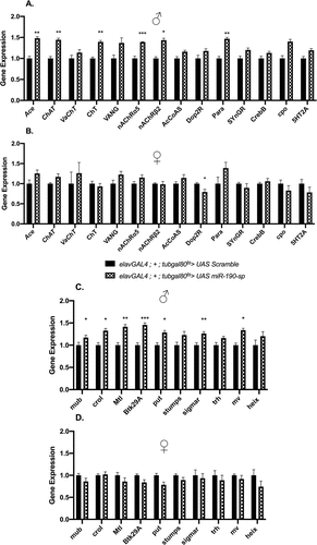 Figure 4. Expression of putative target genes involved in acetylcholine regulation in (A) adult male flies (n = 10) and (B) female flies (n = 10) or involved in regulating lifespan in (C) adult male flies (n = 10) and (D) female flies when miR-190 is downregulated in the neurons of 5 day old flies (n = 10).