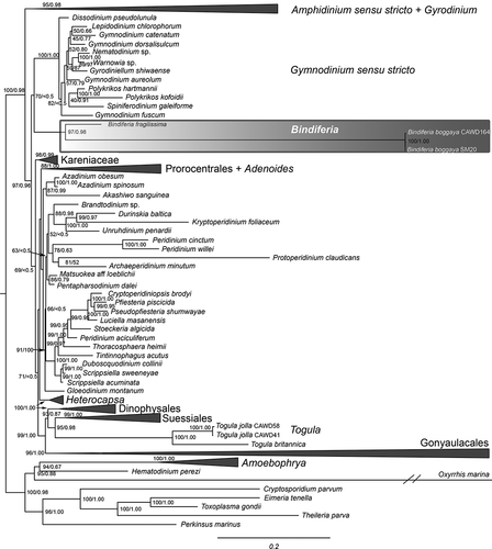 Fig. 32. Molecular phylogeny of the dinoflagellates, including the new sequences of Bindiferia and Togula, based on a concatenated alignment of 18S, ITS1, 5.8S, ITS2 and 28S rRNA gene regions. Most likely tree shown, with support values based on maximum likelihood bootstrap analysis (ML BS) and Bayesian inference posterior probabilities (BI PP)