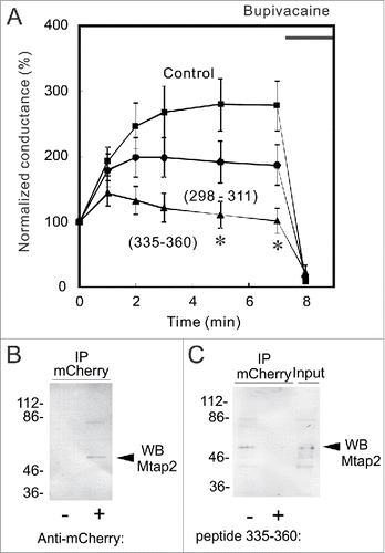 Figure 3. Inhibition of the run-up by a C-terminus peptide that interacts with Mtap2. (A) Whole cell voltage-clamp recordings were made from TR-1 cells with an internal solution containing 10 μM TREK298–311 or TREK335–360 peptide, which corresponds to the site for the interaction with AKAP150 or Mtap2, respectively. No significant differences were observed in initial conductance among the 3 groups. Whereas TREK-298–311 slightly decreased the run-up, TREK-335–360 significantly inhibited it: conductance was significantly lower than that in control cells 5 and 7 min after whole-cell access (* p < 0.05, ANOVA followed by the Student's t-test, n = 6). (B) Co-immunoprecipitation of Mtap2 with mCherry-TREK. Lysate of MT-1 cells was immnunoprecipitated with anti-mCherry antibody and precipitate was analyzed with Mtap2 antibody. The arrowhead indicates the position of Mtap2. (C) Inhibition by TREK335–360 peptide. Citrate-treated and neutralized lysate was allowed to reassemble and immunoprecipitated with anti-mCherry antibody in the presence or absence of TREK335–360 peptide. Precipitate was analyzed with immunoblotting with anti-Mtap2 antibody. Addition of the peptide inhibited the co-immunoprecipitation.