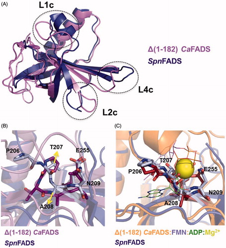 Figure 4. The C-terminal modules of CaFADS and SpnFADS. (A) Superposition of the RFK modules of SpnFADS (PDB 3OP1) and CaFADS (PDB 2X0K). Zoom into the conformation of the PTAN motif of SpnFADS and the corresponding residues in (B) CaFADS and (C) CaFADS:ADP:FMN (PDB 5A89).