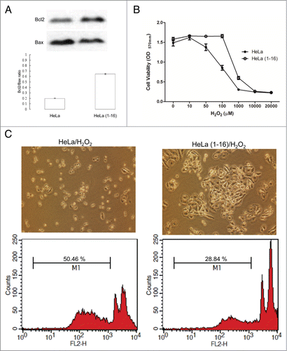 Figure 6. FLJ25439 overexpression renders HeLa(1-16) resistant to oxidative stress. (A) The protein levels of Bcl-2 and Bax were determined by protein gel blotting assays. Density ratio of Bcl2 over Bax was measured by a densitometer. (B) HeLa(1-16) is less sensitive (IC50= 647 μM) to oxidative stress than HeLa (IC50 = 106 μM). Cell viability was assayed by MTT assay. Data are mean ± SD (n = 3). (C) Cell images and flow cytometric analysis for HeLa and HeLa(1-16) under hydrogen peroxide exposure. M1 represents percentage of apoptotic cells.