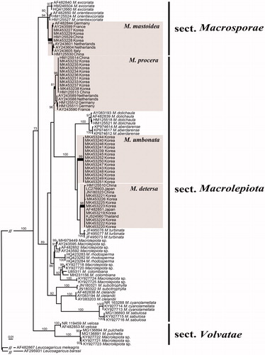 Figure 2. Phylogeny of Macrolepiota species based on a maximum-likelihood analysis of the ITS region. Bootstrap values >70% are indicated. The scale bar indicates the number of expected nucleotide substitutions per site. Macrolepiota species found in Korea are denoted by the gray boxes.