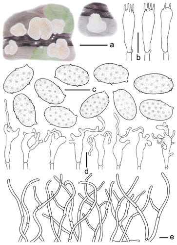 Figure 17. Morphological structures of Crepidotus tomentellus (holotype). (a) Basidiomes. (b) Basidia. (c) Dasidiospores. (d) Cheilocystidia. (e) Pileipellis. Scale bars: a = 10 mm; b, d, e = 10 μm; c = 5 μm.